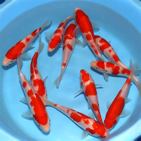 order koi fish|Kodama Koi Farm: Best Japanese Koi Fish for Sale Online.